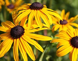 Rudbeckia fulgida var. sullivantii 'Goldsturm' (black-eyed susan)