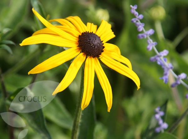 black-eyed susan