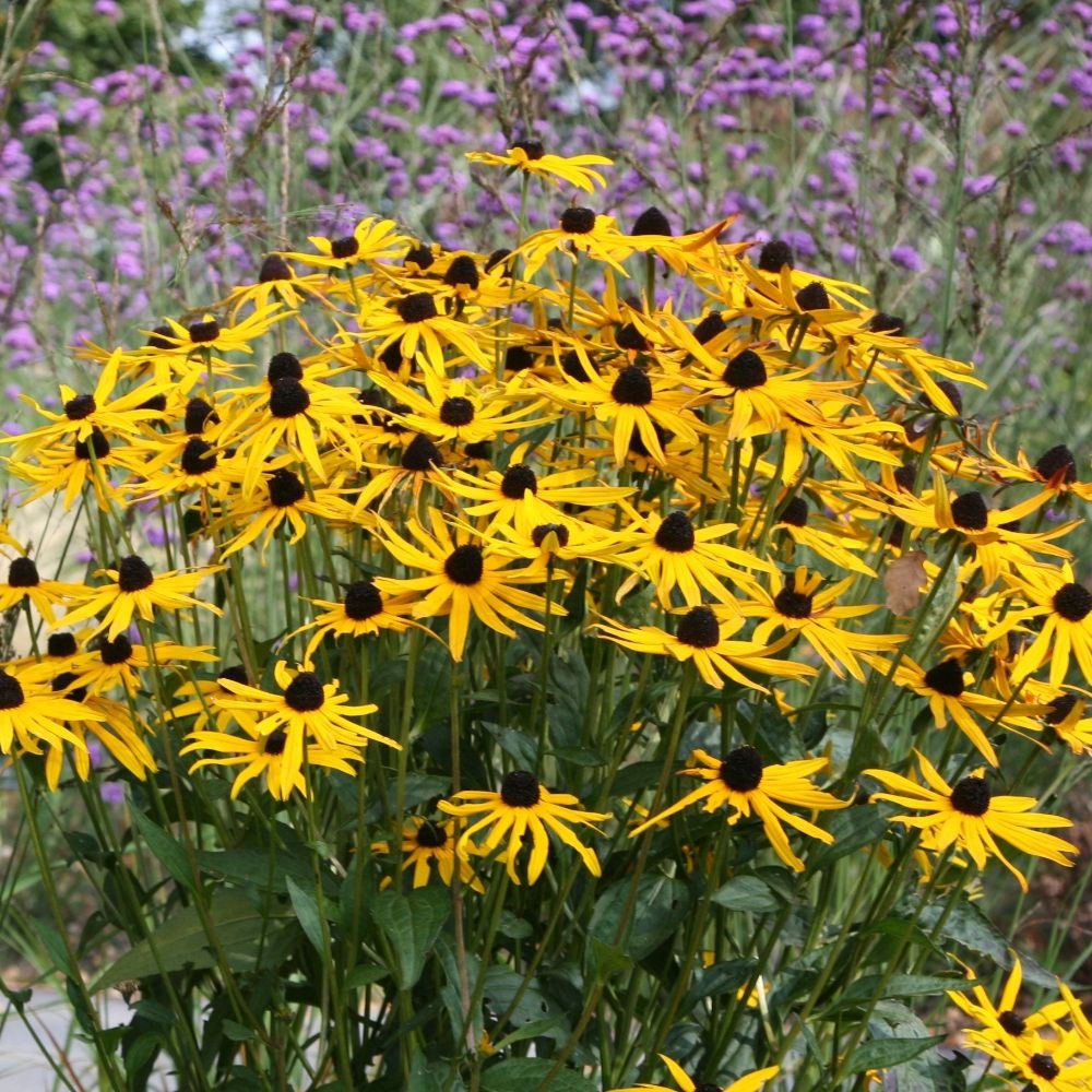 black-eyed susan