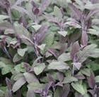 purple sage