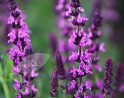 Salvia x sylvestris 'Rose Queen' (sage)