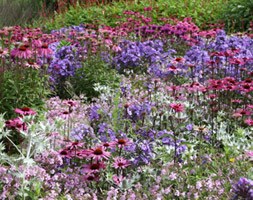 soapwort