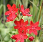 kaffir lily