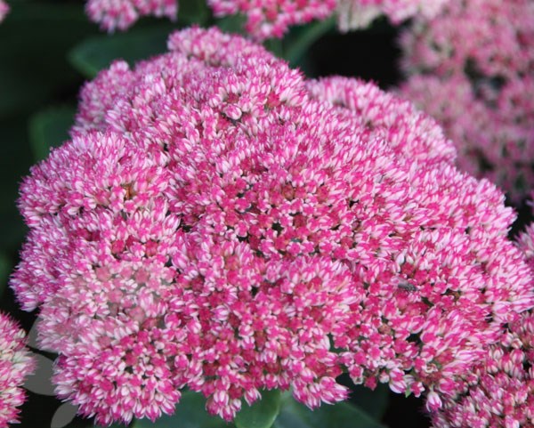 stonecrop (syn Autumn Joy) stonecrop (syn Autumn Joy)