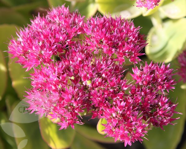 ice plant ice plant