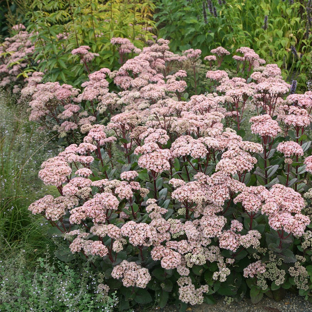 orpine