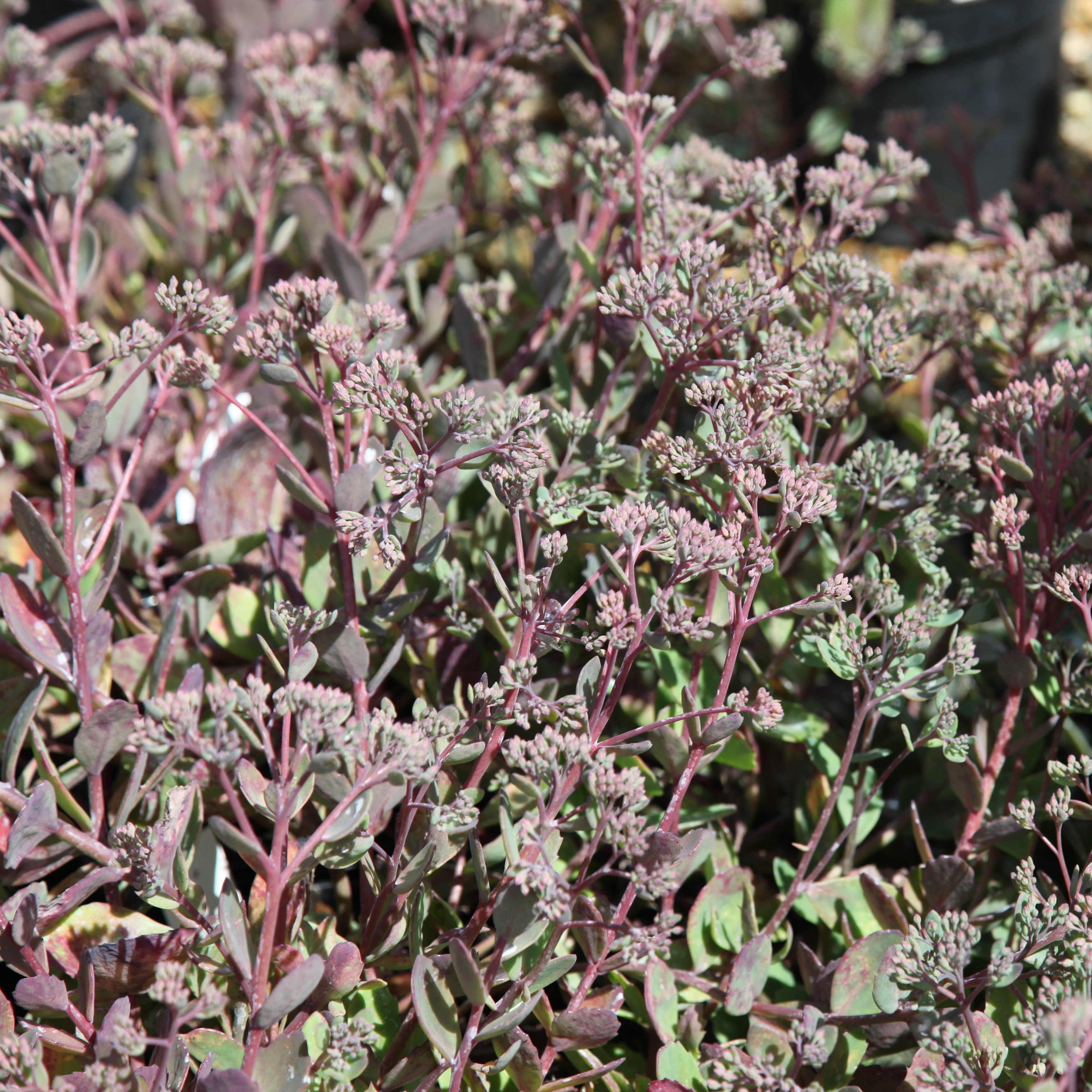 stonecrop