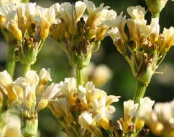 Sisyrinchium striatum (sisyrinchium)