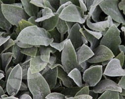 Stachys byzantina 'Silver Carpet' (lamb's ears)