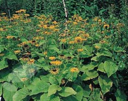 Telekia speciosa (Large Yellow Ox-eye)