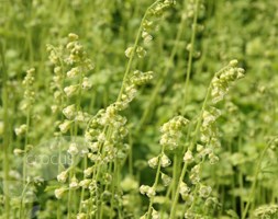 Tellima grandiflora  (fringe cups)