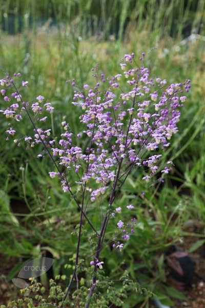meadow rue meadow rue