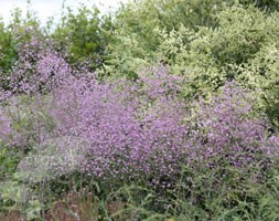 meadow rue