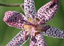 Spray sof exotic-looking, star-shaped, pale blue, spotted flowers from August to October above lance-shaped, pale green foliage. New for 2005, this toad lily is ideal for adding vertical interest in a sheltered, shady border or woodland garden, specimens grown in cold areas of the country appreciate a deep, dry winter mulch.Position:  partial or full shadeSoil:  moist but well-drained, humus-rich soilRate of growth:  average Flowering period:  August to October Flower colour: pale blue, spotted flowersHardiness:  fully hardyGarden care:  In cold areas of the country provide a deep, dry, winter mulch around the crown of the plant. Lift and divide congested colonies in spring, while the plant is still dormant
