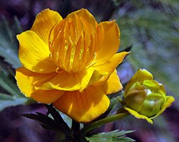Trollius chinensis 'Golden Queen' (globe flower)