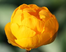 Trollius x cultorum 'Orange Princess' (globe flower)