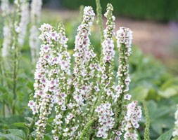 Verbascum chaixii 'Album' (mullein)