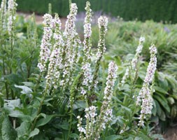 mullein