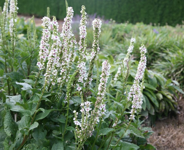 mullein mullein