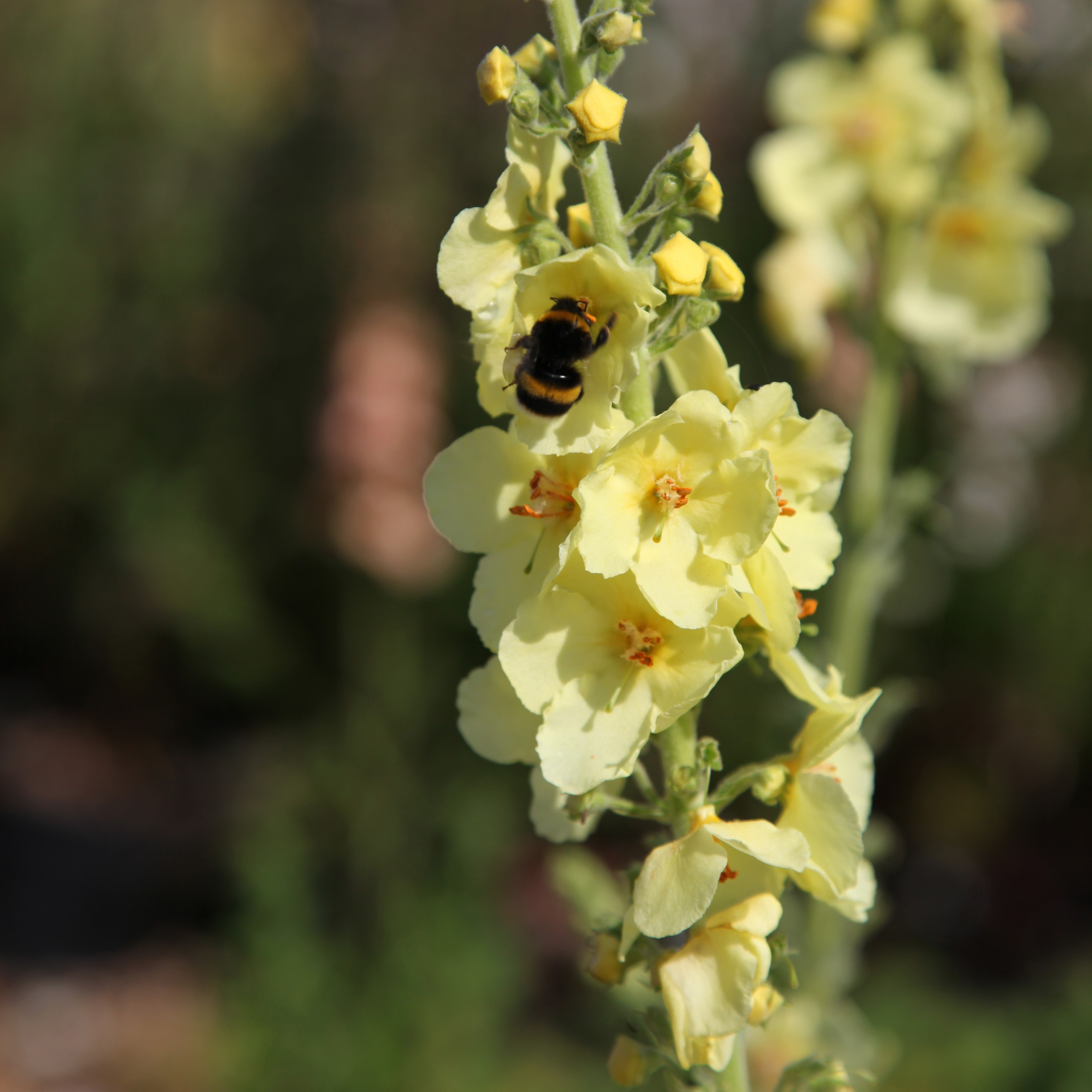 mullein