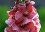 Mullein