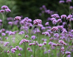 Verbena bonariensis (purple top)