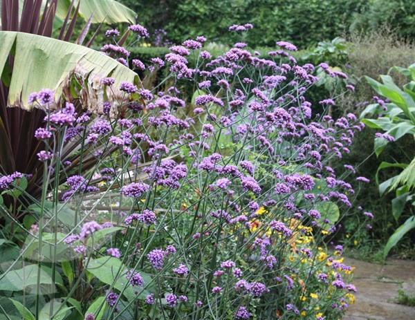 verbena verbena