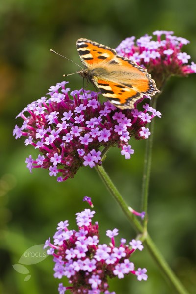 verbena verbena