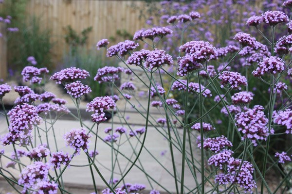 verbena verbena