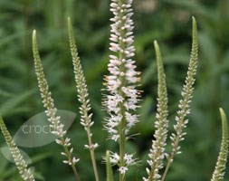 Veronicastrum virginicum 'Album' (culver's root)