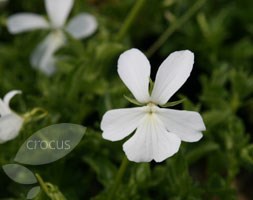 Viola cornuta 'Alba Group' (horned violet)