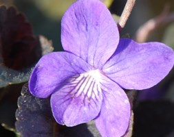Viola riviniana 'Purpurea Group' (wood violet (syn. Viola labradonica var. purpurea))