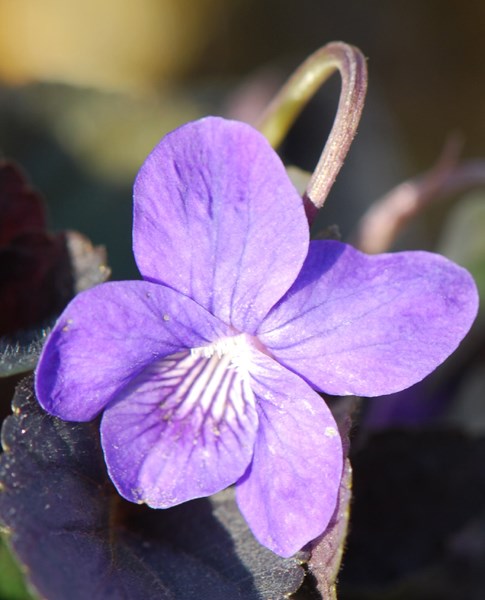 wood violet (syn. Viola labradonica var. purpurea)