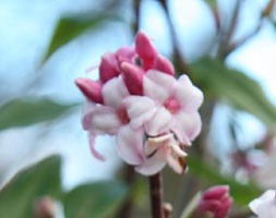 Daphne bholua 'Jacqueline Postill' (daphne)