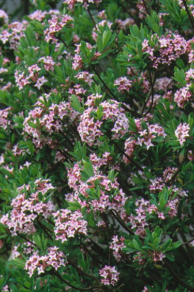 daphne