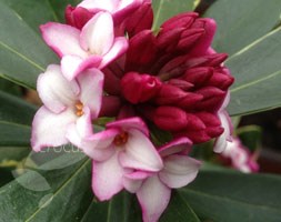 Daphne odora 'Aureomarginata' (daphne)