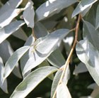 Elaeagnus Quicksilver