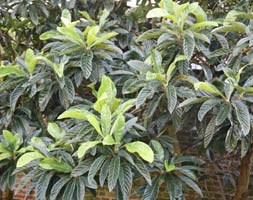 Japanese loquat