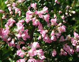 Escallonia 'Apple Blossom' (escallonia)