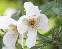 Eucryphia x nymansensis 'Nymansay' (Brush Bush)