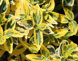 Euonymus fortunei 'Emerald 'n' Gold' (evergreen bittersweet)