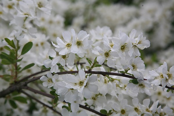 pearl bush