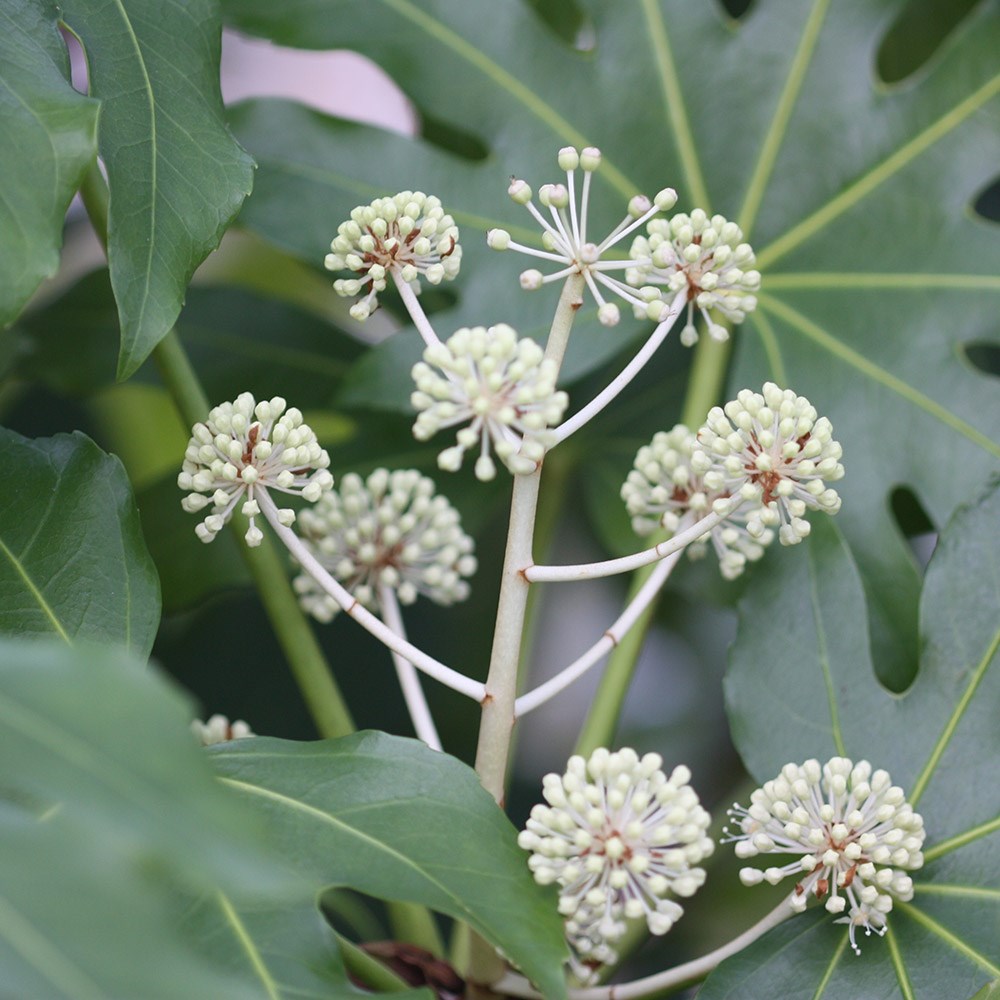 Japanese aralia