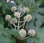 Japanese aralia