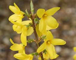 Forsythia x intermedia 'Lynwood Variety' (forsythia)