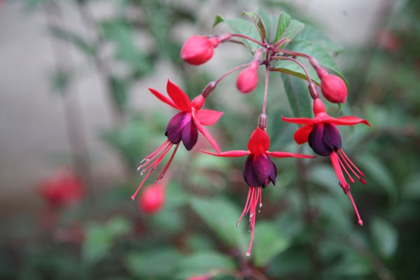 fuchsia fuchsia