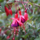 fuchsia