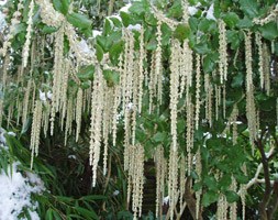 Garrya elliptica 'James Roof' (silk-tassel bush)