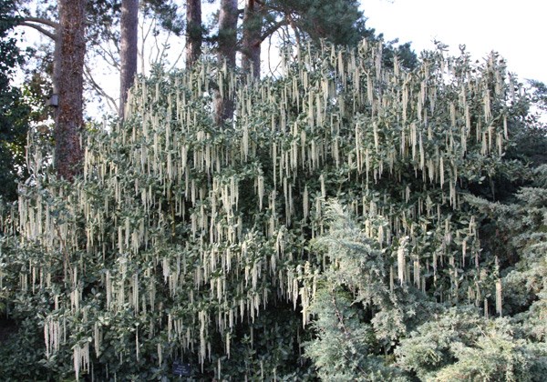 silk-tassel bush silk-tassel bush