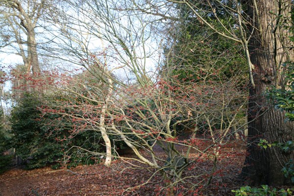 witch hazel witch hazel